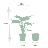 Alocasia Lauterbachiana - Lot de 2 plantes - Coffret cadeau