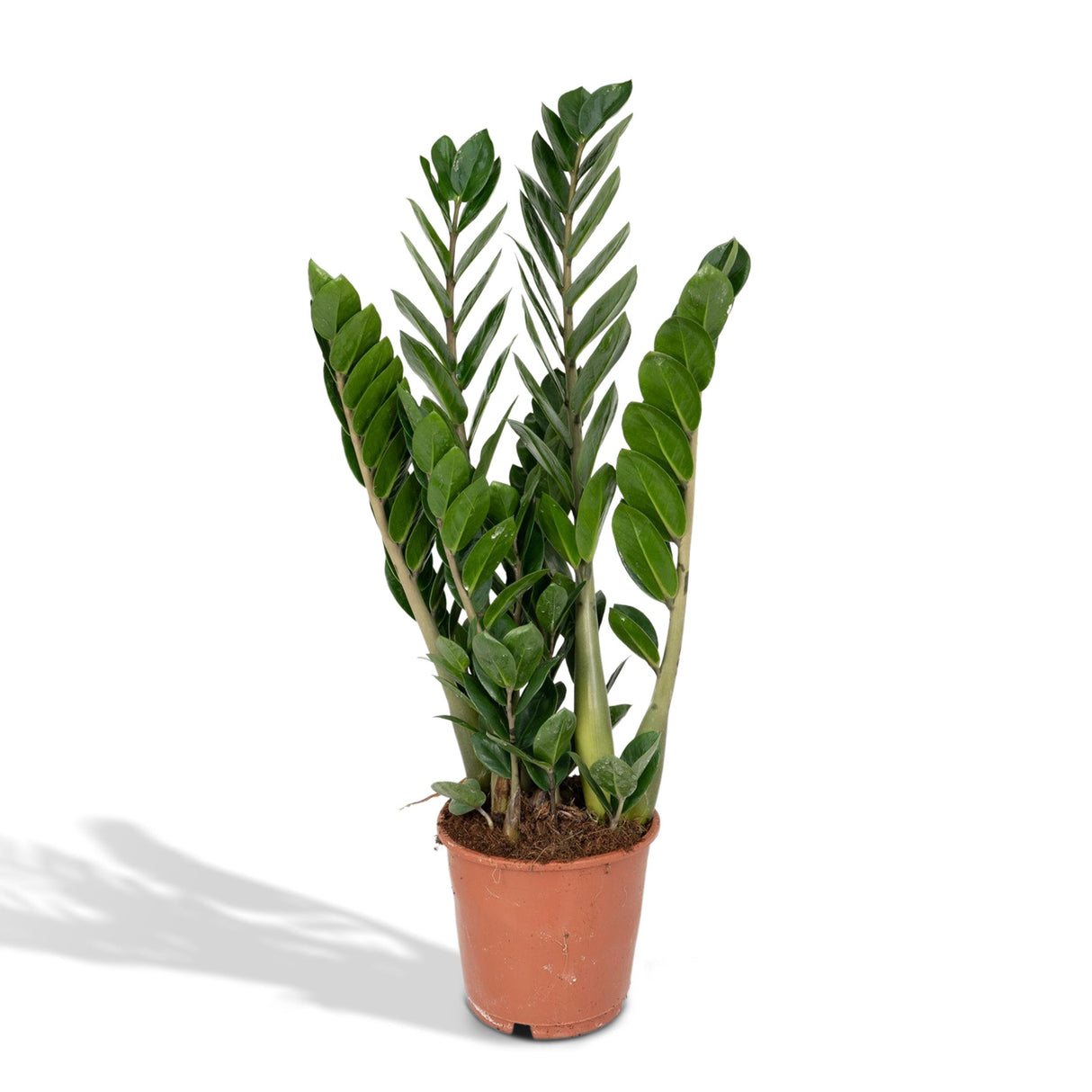 Zamioculcas Zamiifolia - h50cm, Ø14cm - plante d'intérieur