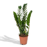 Zamioculcas Zamiifolia - h50cm, Ø14cm - plante d'intérieur