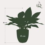 Croton Codiaeum plante artificielle - h38cm, Ø15cm