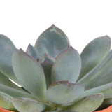 Scatola da 15 cactus e succulente + vasi per piante in terracotta