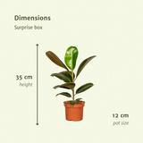 Überraschungsbox - Set mit 8 Pflanzen