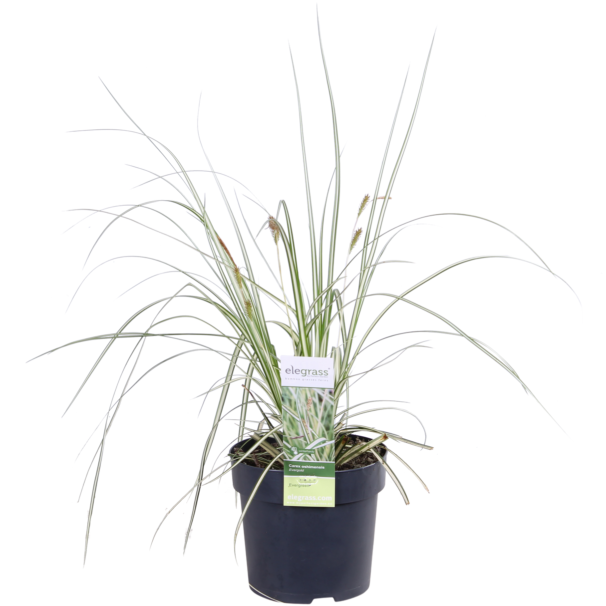 Carex hachijoensis 'Evergold' - Set di 3