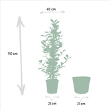 Trio de grands Ficus avec panier naturel - Benjamina Danielle - Benjamina Twilight - Microcarpa Moclame h100cm