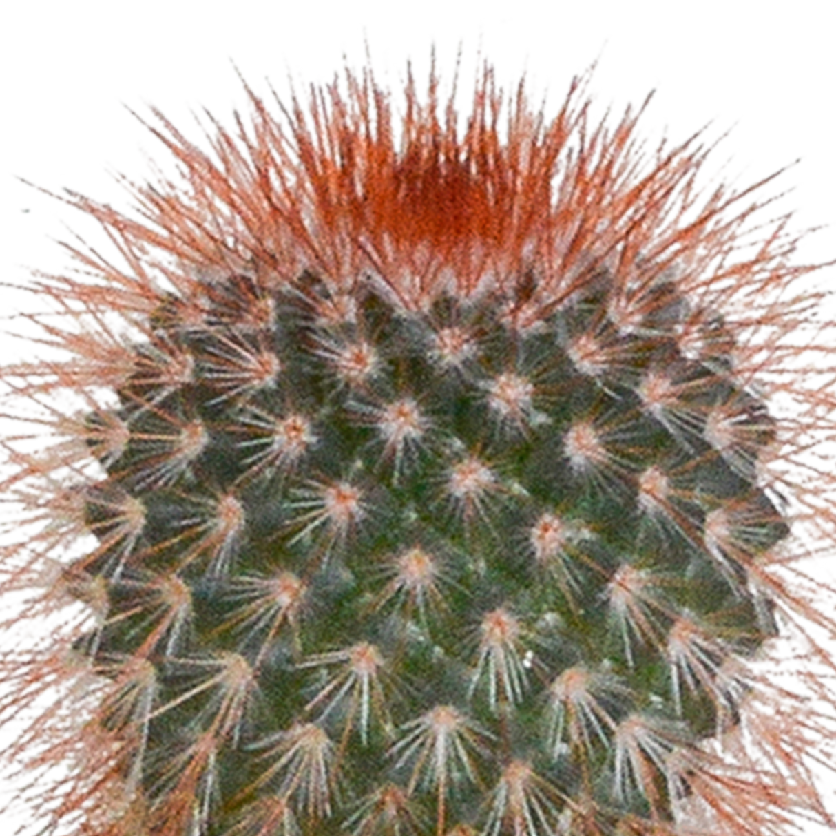 CACTACEAE Plante en pot, cactus, diverses espèces - IKEA