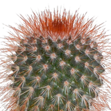 Kakteenkasten und seine weißen Pflanzgefäße – Set mit 5 Pflanzen, H40 cm
