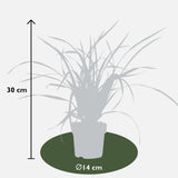 Carex morrowii 'Irish Green'