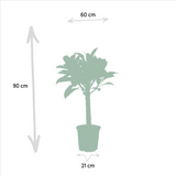 Ficus elastica Melany  h90cm