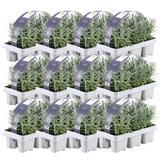 Lavande angustifolia - 12 packs de 6