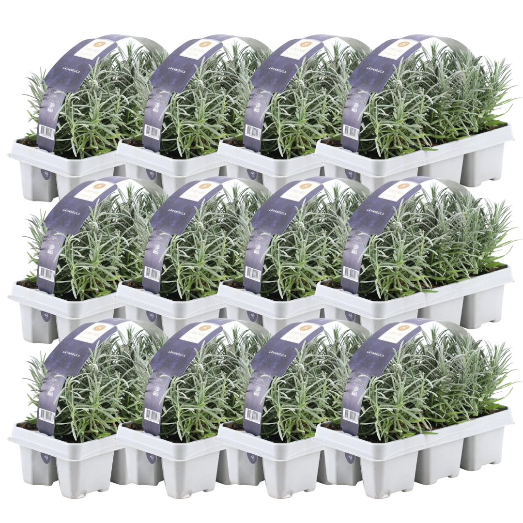 Lavendel angustifolia - 12 pakker med 6 stk