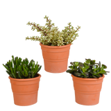 Crassula æske og dens terracotta plantekasser - Sæt med 3 planter, h21cm