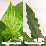 Coffret Alocasia Cucullata - Lot de 2 plantes
