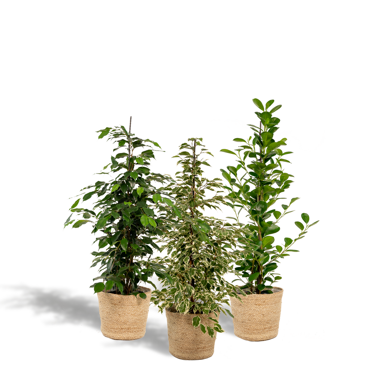 Trio de grands Ficus avec panier naturel - Benjamina Danielle - Benjamina Twilight - Microcarpa Moclame h100cm