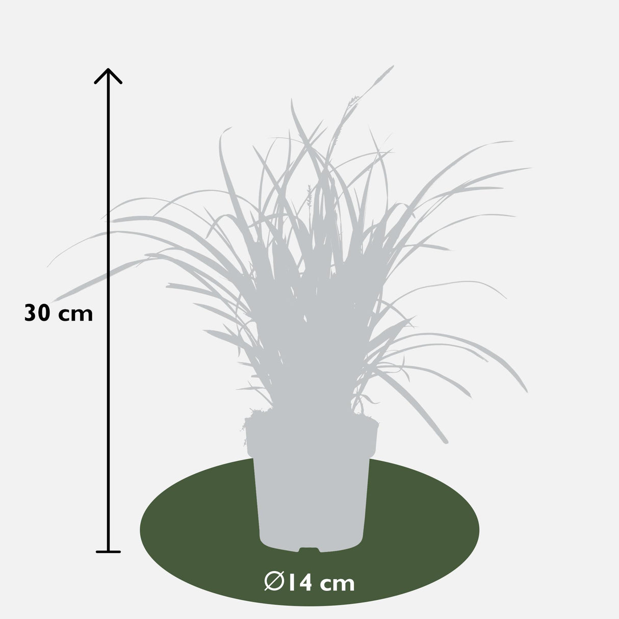 Carex, lot de 5 plantes - h30cm, Ø14cm - plantes d'extérieur
