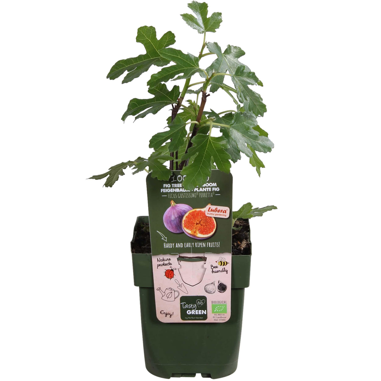 Figuier Ficus 'Gusissimo Perretta'