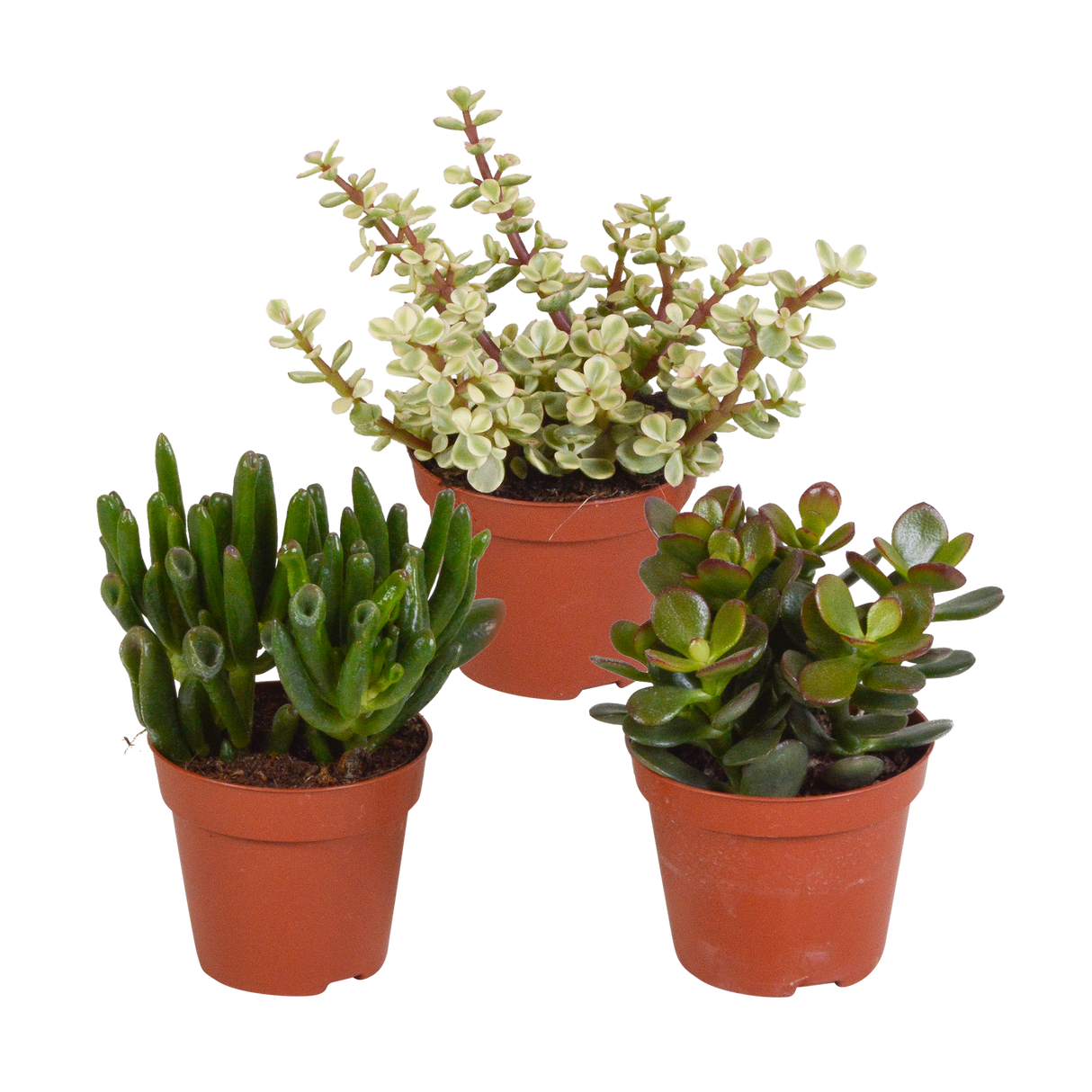 Scatola Crassula - Set di 3 piante, h18cm - confezione regalo mini succulente