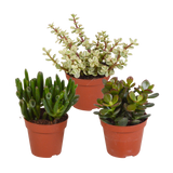 Crassula-Box – Set mit 3 Pflanzen, H18 cm – Mini-Sukkulenten-Geschenkbox