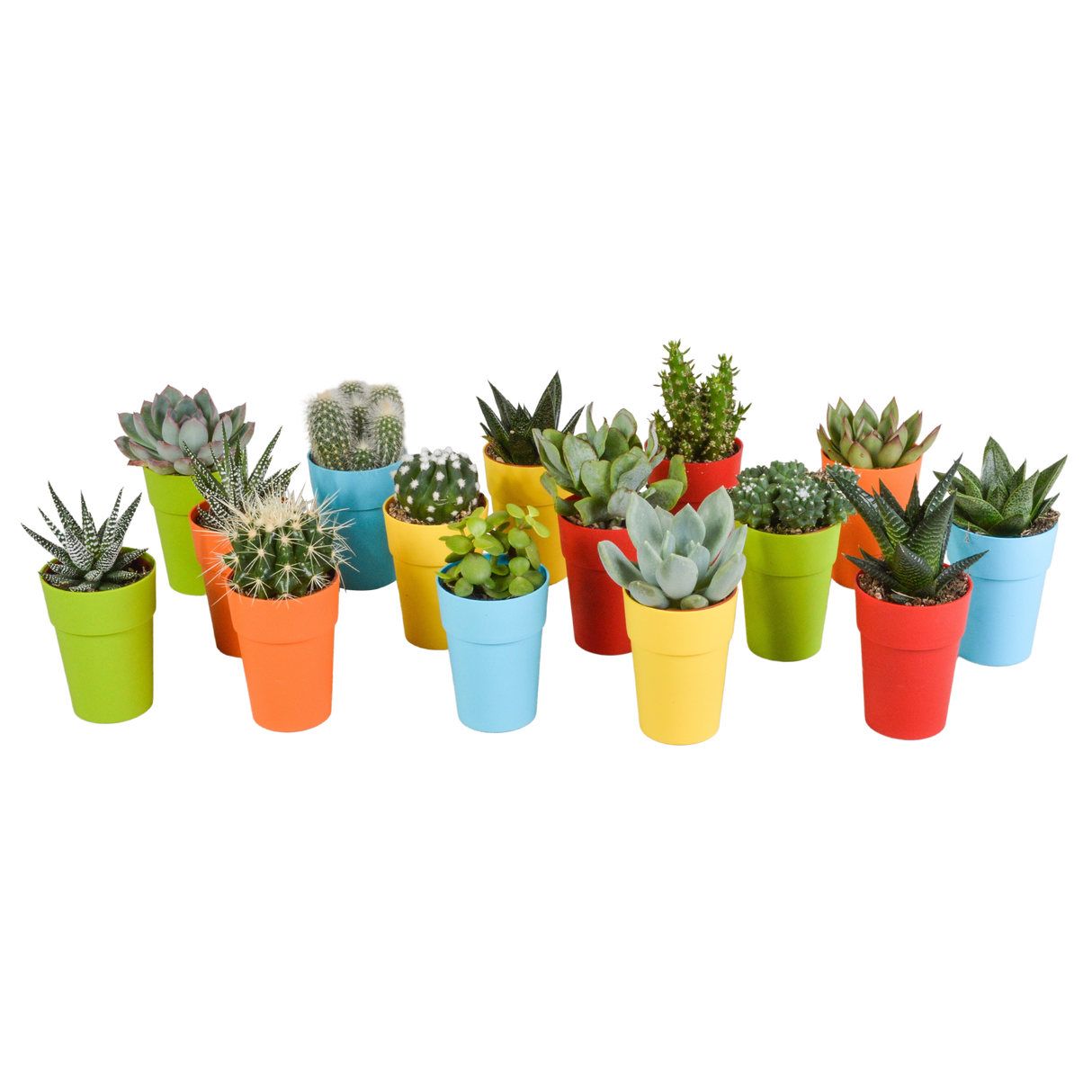 Mix de 15 cactus et succulentes et leurs caches-pots colorés h13cm