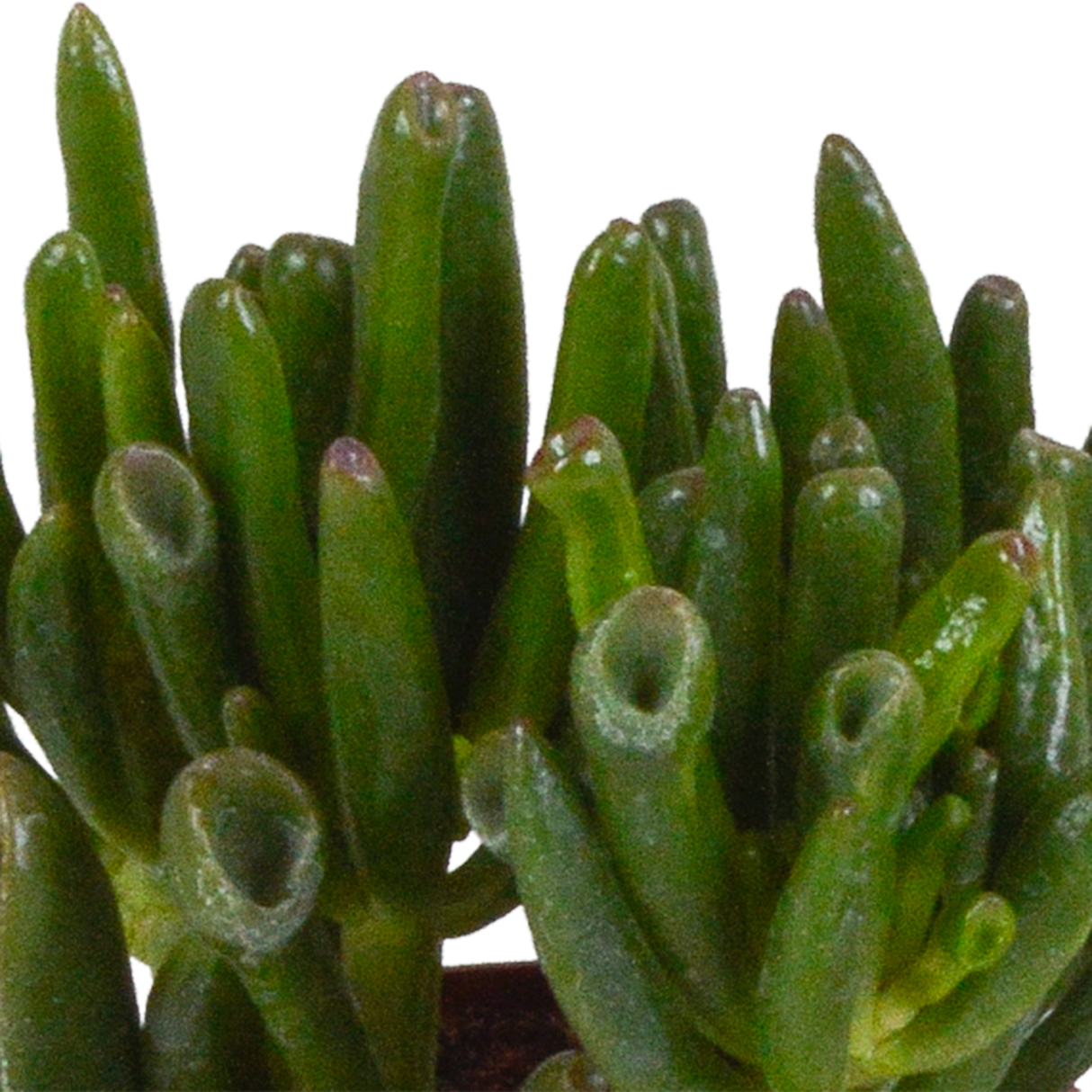 Coffret crassula - Lot de 3 plantes, h18cm - box cadeau mini succulente