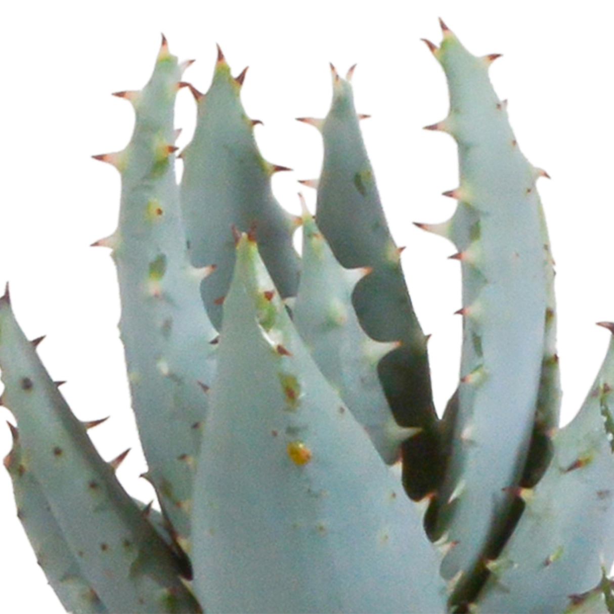 Scatola Gasteria, Haworthia e le sue fioriere bianche - Set di 5 piante, h13cm