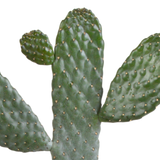 Opuntia consulea 17cm - plante d'intérieur cactus