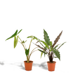 Scatola Alocasia - Set di 2 piante