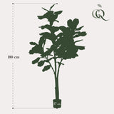 Ficus Lyrata plante artificielle h180cm, Ø17cm