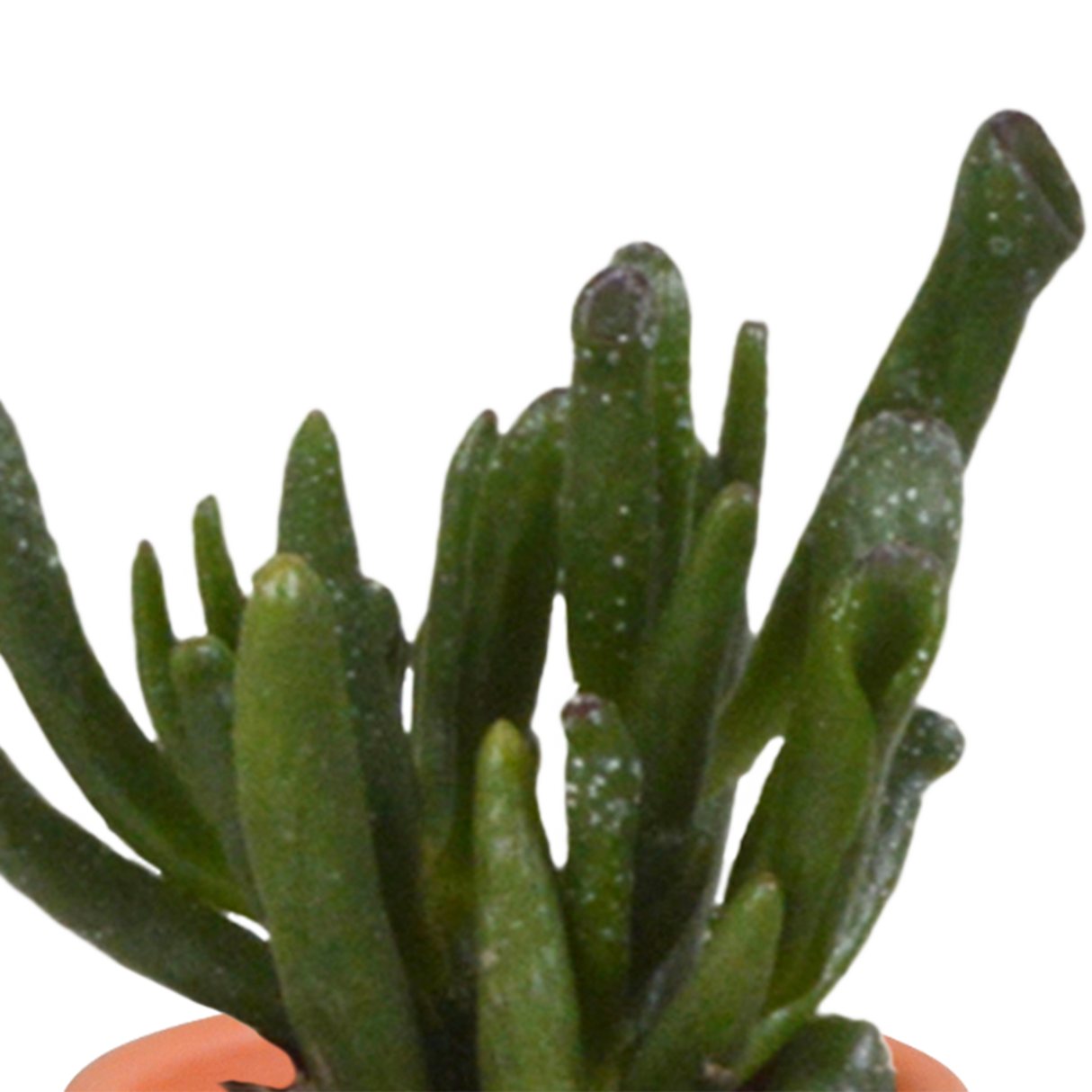 Æske med 15 kaktusser og sukkulenter + terracotta plantepotter