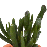 Scatola da 15 cactus e succulente + vasi per piante in terracotta