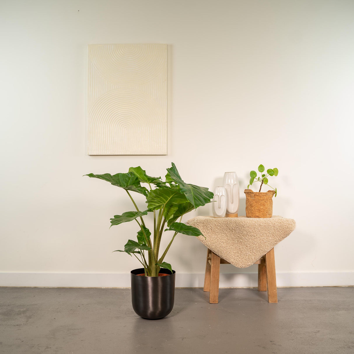 Alocasia Portodora e il suo vaso da fiori nero