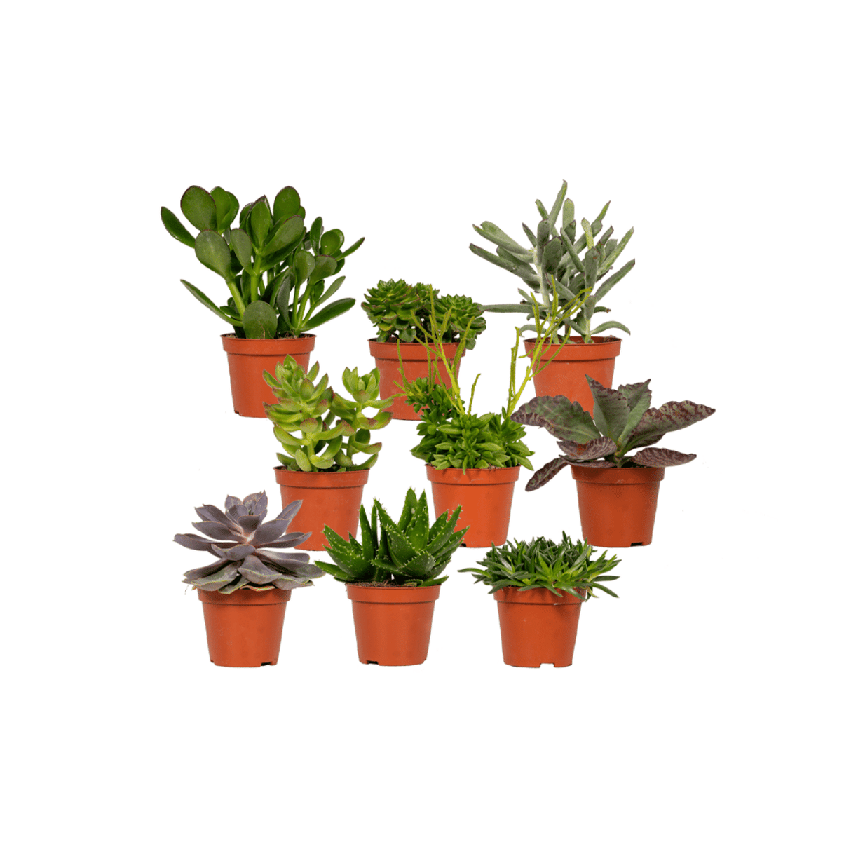 Confezione regalo succulente - Set di 9 piante, h10cm