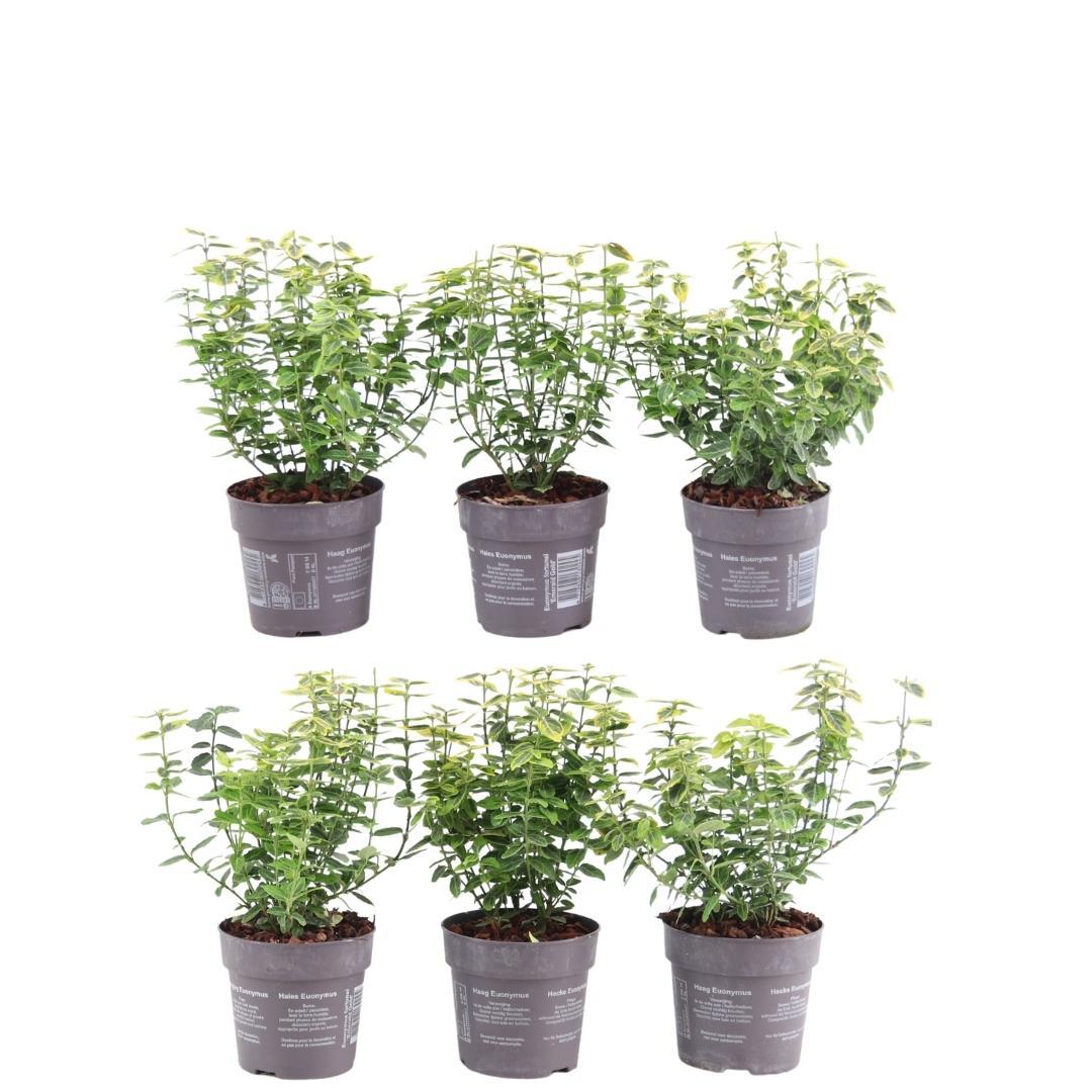 Euonymus fortunei 'Emerald Gold' - Set of 6