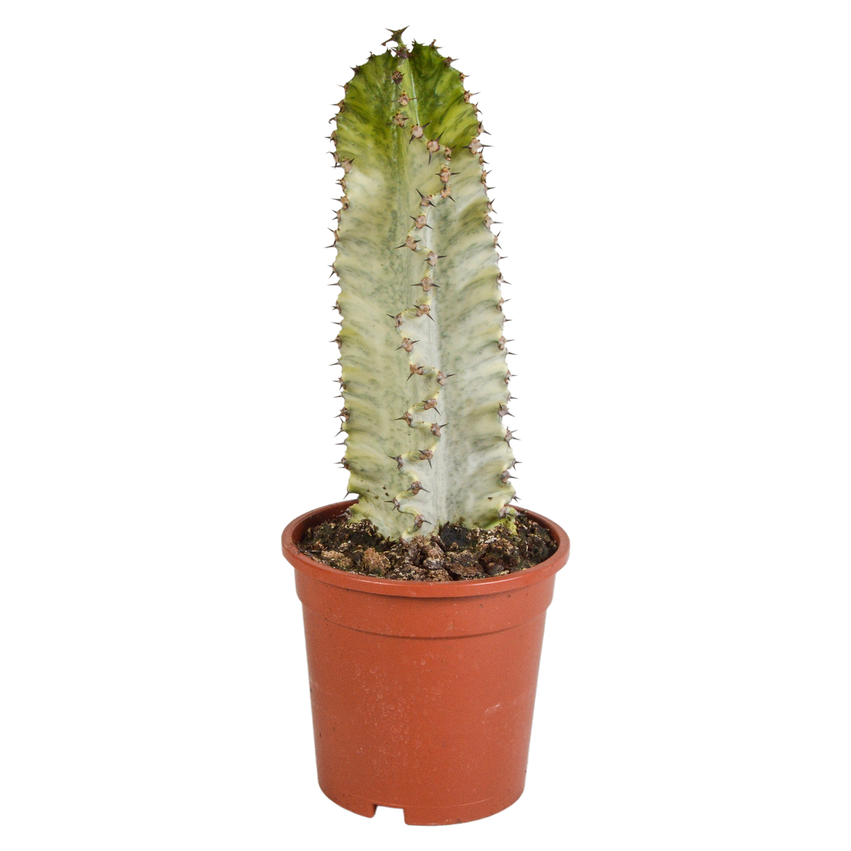 Euphorbia marmorata h40cm - cactus d'intérieur