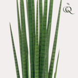Sansevieria Cylindrica plante artificielle- h70cm, Ø12cm
