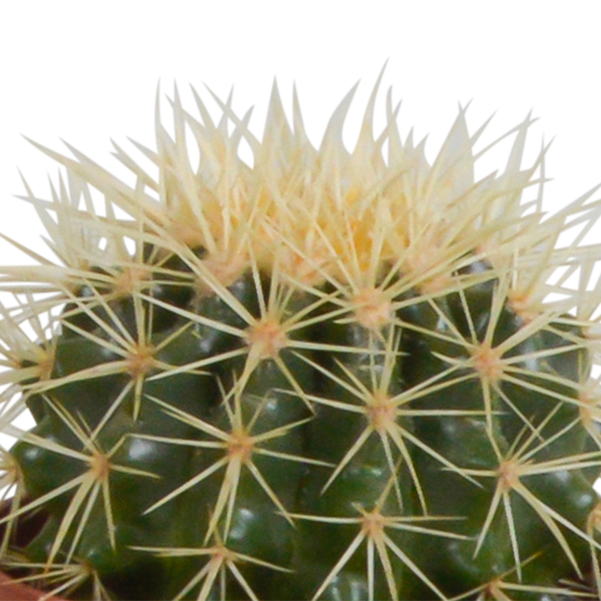 Kakteenkasten und seine Terrakotta-Pflanzgefäße – Set mit 3 Pflanzen, H23 cm