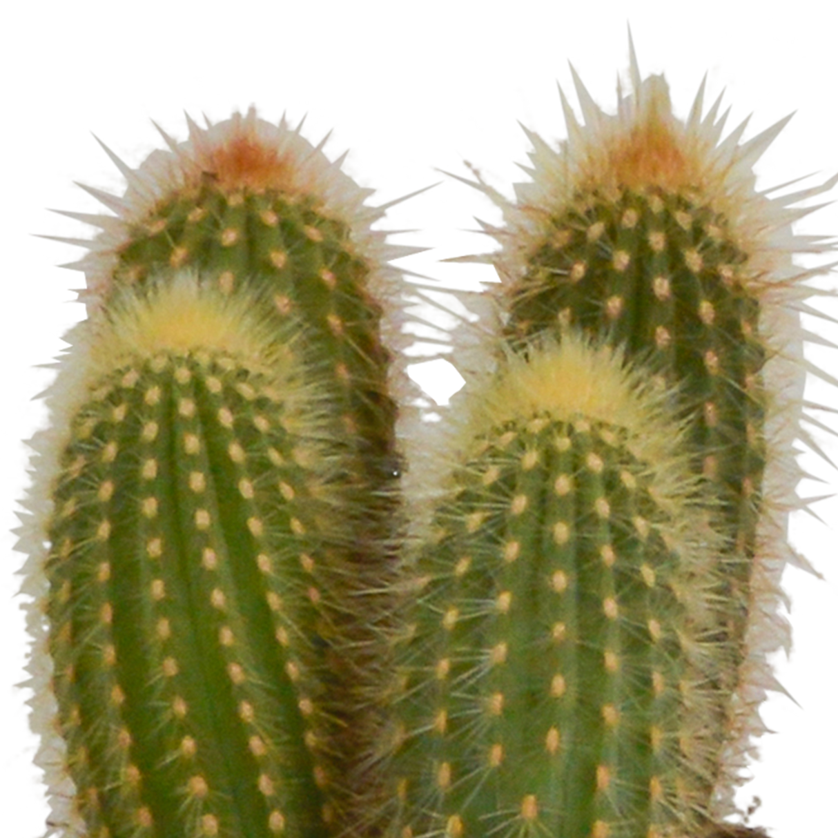 Kaktuskasse og dens hvide plantekasser - Sæt med 3 planter, h23cm