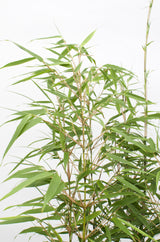 Bambou Rufa - Lot de 8