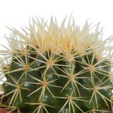 Cactus box and its white covers -<tc>POTS</tc> - Set of 3 plants, h23cm