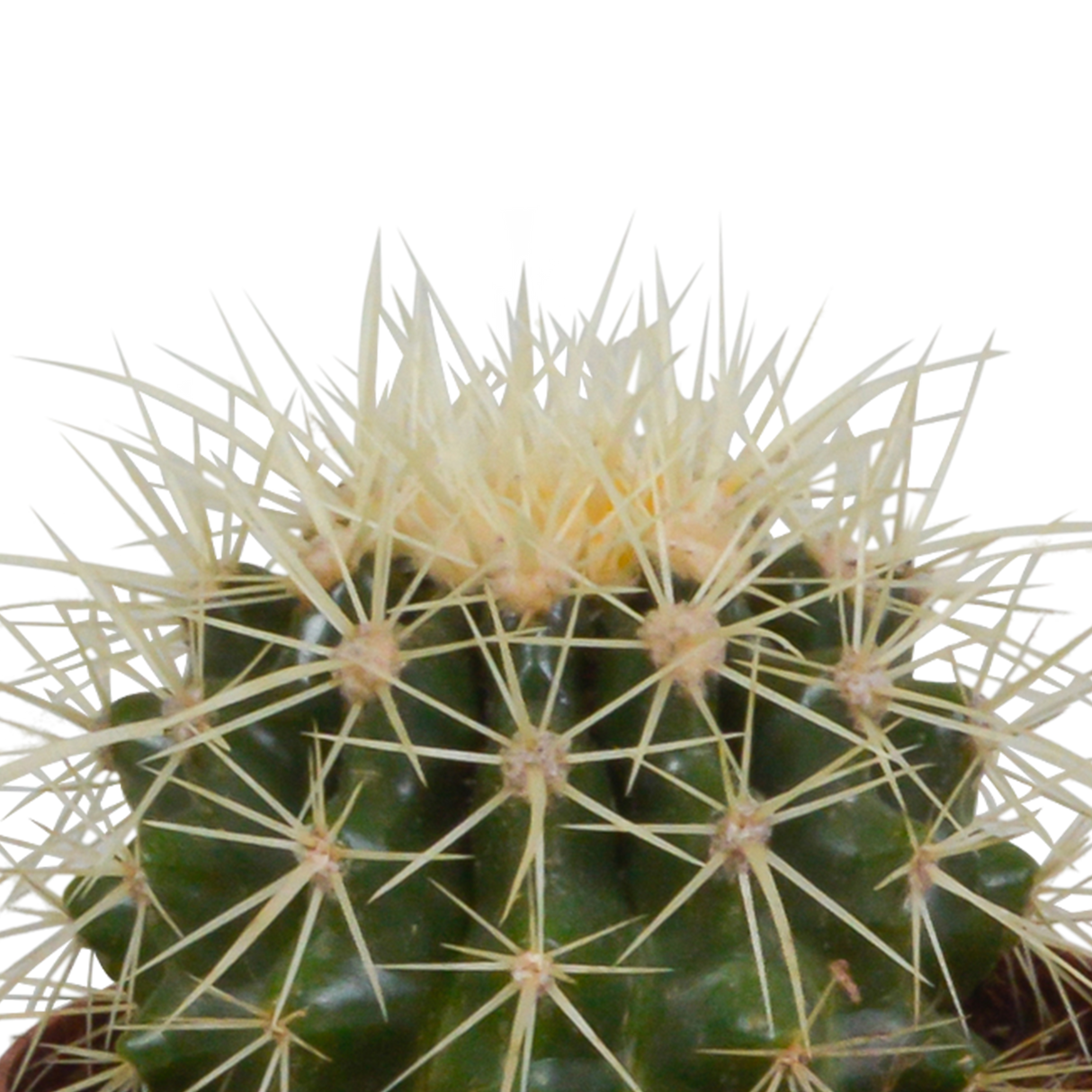Kaktuskasse og dens hvide plantekasser - Sæt med 3 planter, h16cm