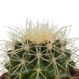 Coffret cactus et ses caches-pots blancs - Lot de 3 plantes, h16cm