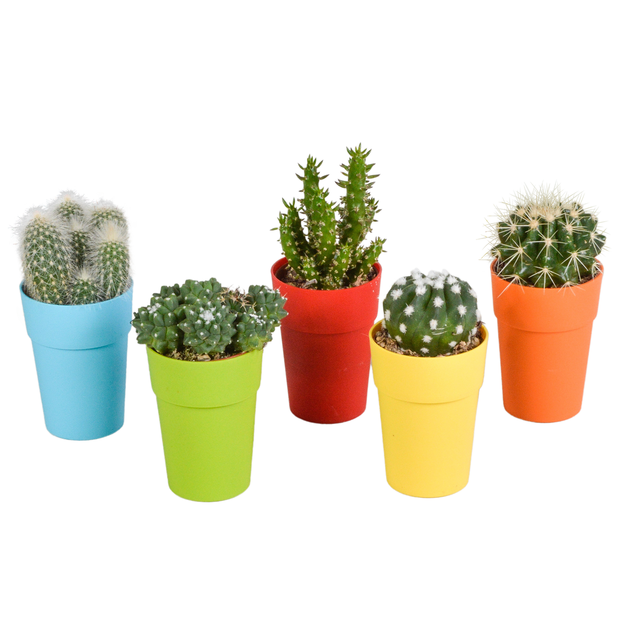 Mix de 5 cactus et leurs caches-pots colorés h16cm