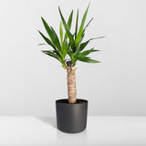 Yucca - h40cm, Ø14cm - plante d'intérieur