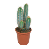 Pilosocereus Azureus - h40cm, Ø17cm - cactus d'intérieur