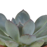 Kakteenkasten und seine weißen Pflanzgefäße – Set mit 5 Pflanzen, H40 cm