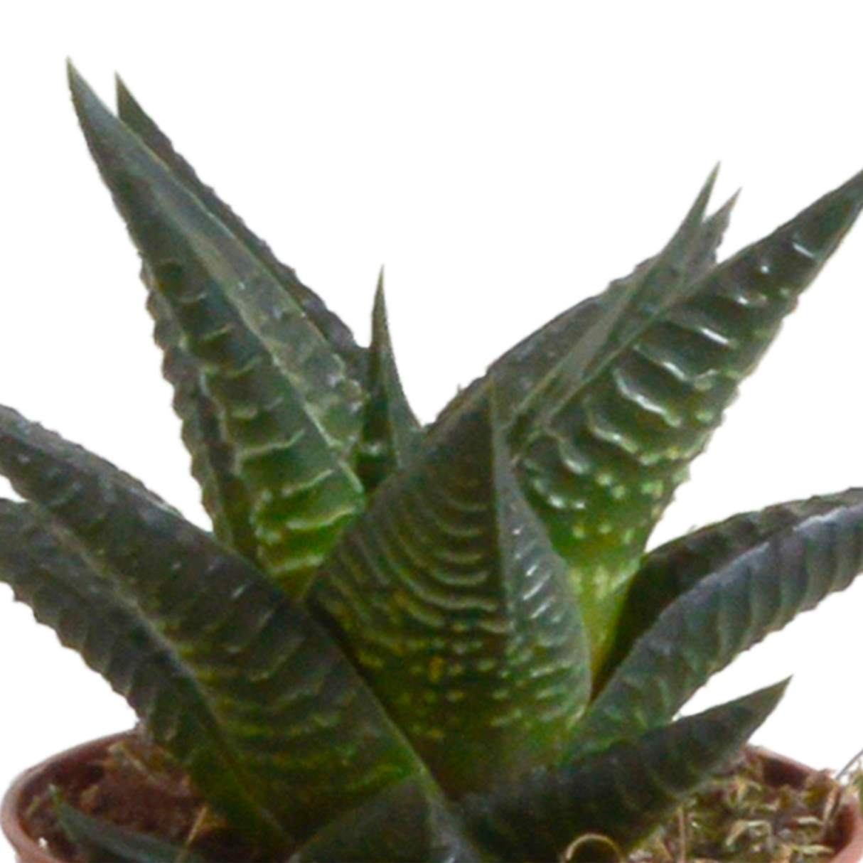 Scatola Gasteria, Haworthia e le sue fioriere in terracotta - Set di 5 piante, h13cm