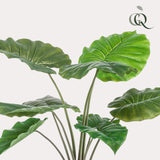 Alocasia plante artificielle - h70cm, Ø12cm