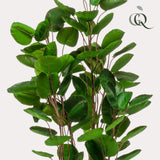 Polyscias Aralia plante artificielle - h105cm, Ø12cm