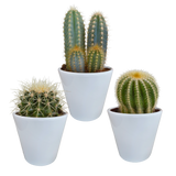 Coffret cactus et ses caches-pots blancs - Lot de 3 plantes, h18cm