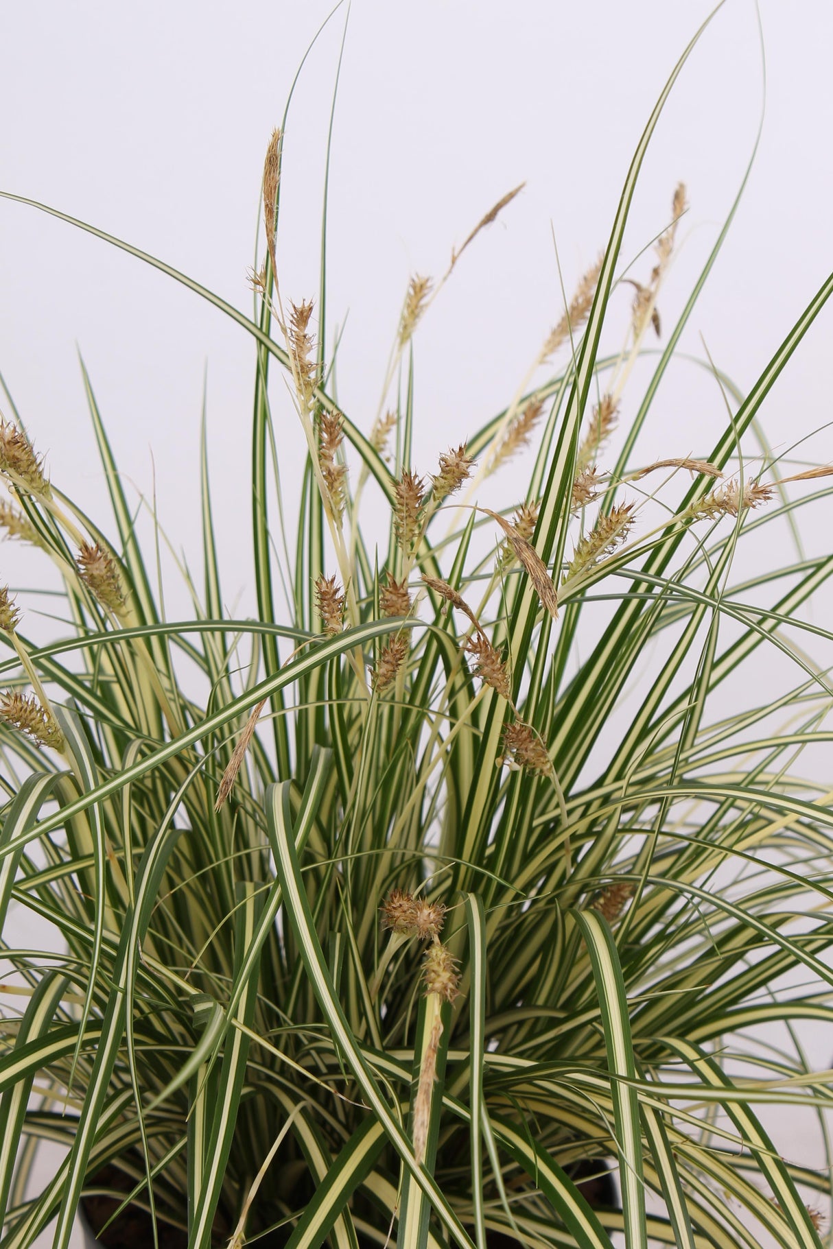 Carex hachijoensis 'Evergold' - Lot de 3