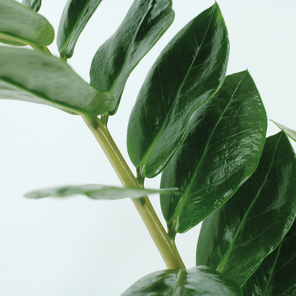 Zamioculcas Zamiifolia - Set di 2